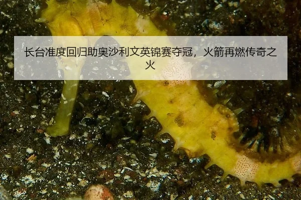 zhang-tai-zhun-du-hui-gui-zhu-ao-sha-li-wen-ying-jin-sai-duo-guan-huo-jian-zai-ran-chuan-qi-zhi-huo-2-740.jpg